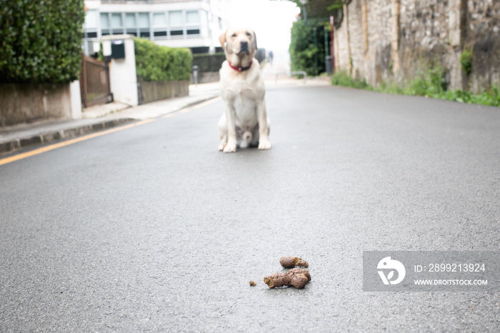 poop but in the street with a golden in the background