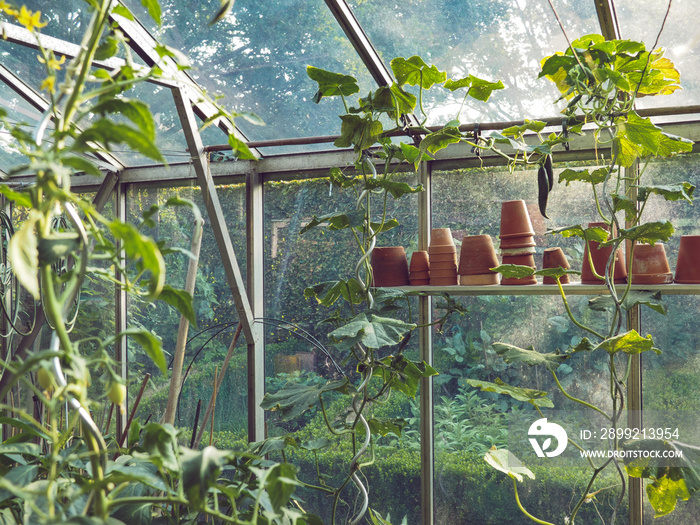 Growing cucumber plants in a small private greenhouse with a sunny background