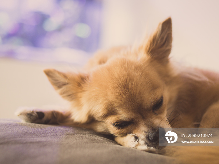 chihuahua dog sleeping peacefully on the couch