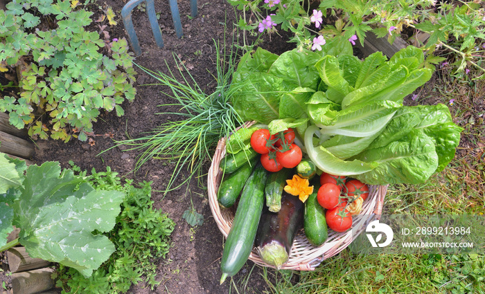 fresh vegetables in a wicker basket in a garden