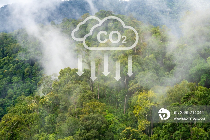 Tropical forests can absorb large amounts of carbon dioxide from the atmosphere.