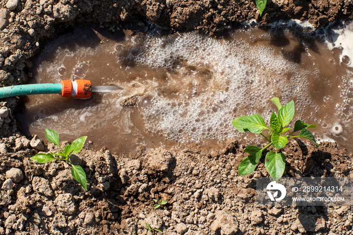 plantas de pimientos pequeñas, pimenteras. Surco de riego con manguera y agua, regar. Verduras de verano en proceso de crecimiento, sostenible y orgánico