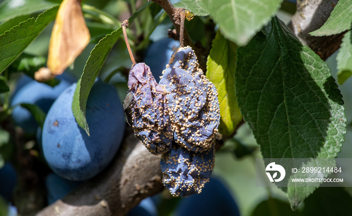 Plum fruit with fungal disease on tree