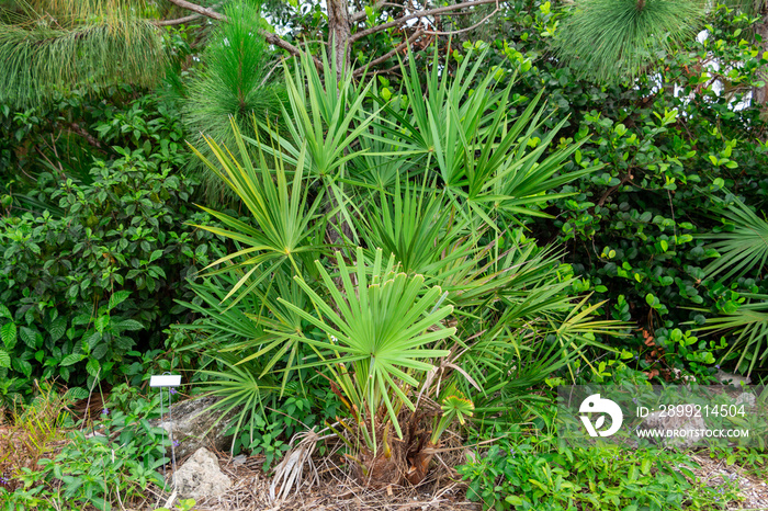 Saw palmetto (serenoa repens) plant - Davie, Florida, USA