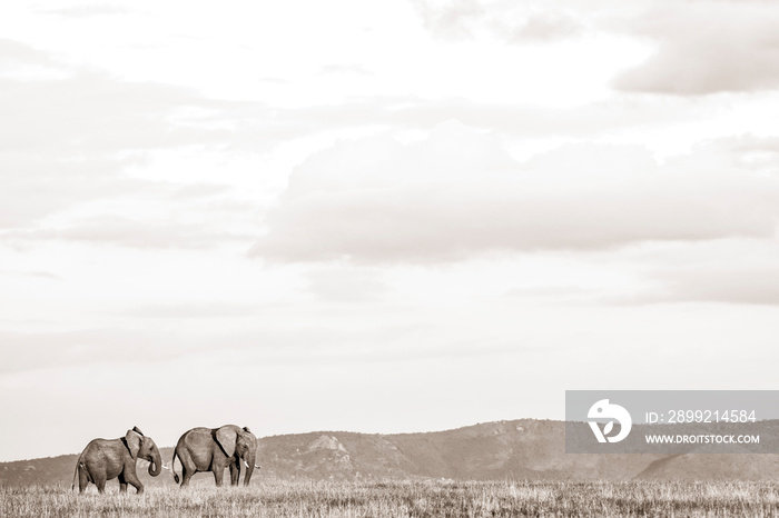 African Elephant (Loxodonta Africana) at El Karama Ranch, Laikipia County, Kenya