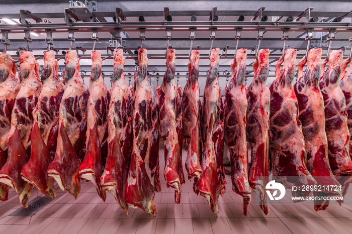 Cattles cut and hanged on hook in a slaughterhouse. Halal cutting.