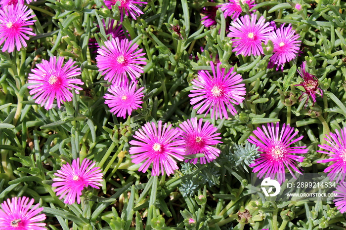 Hardy iceplant or Delosperma cooperi or Trailing iceplant or Pink carpet dwarf perennial plants with open blooming magenta flowers surrounded with light green fleshy leaves planted densely in local ho