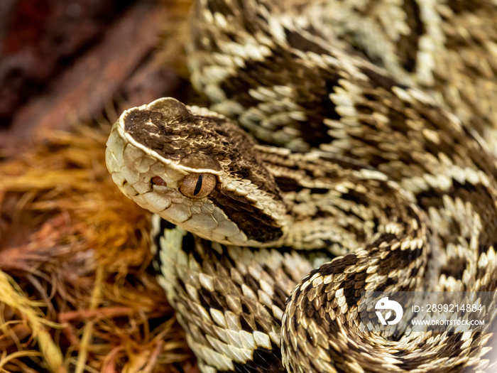 Jararaca Snake (Bothrops Jararaca) . Poisonous brazilian snake.