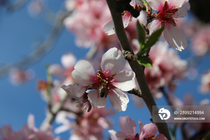 Almendros en Flor en Xixona