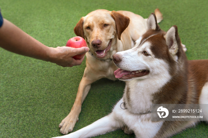 Copper Siberian husky next to Labrador retriever mixed vizsla dog laying down on artificial grass waiting and looking at red apple from owner’s hand.