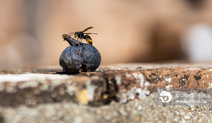 African wasp on a fig