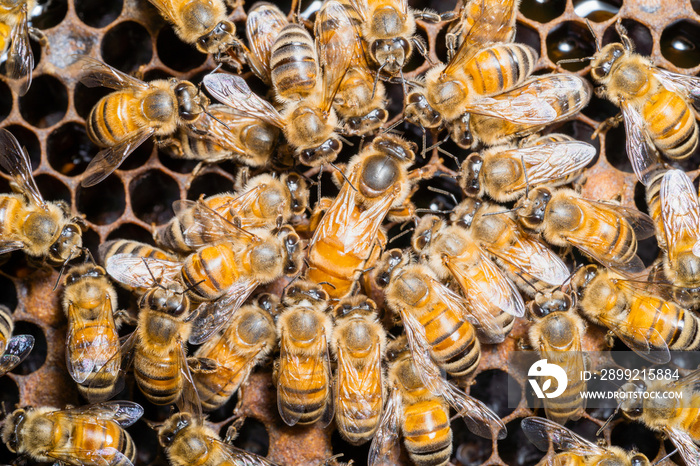 Queen bee in her hive surrounded with be workers.