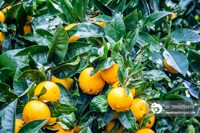 Frutos cítricos con gotas de agua.