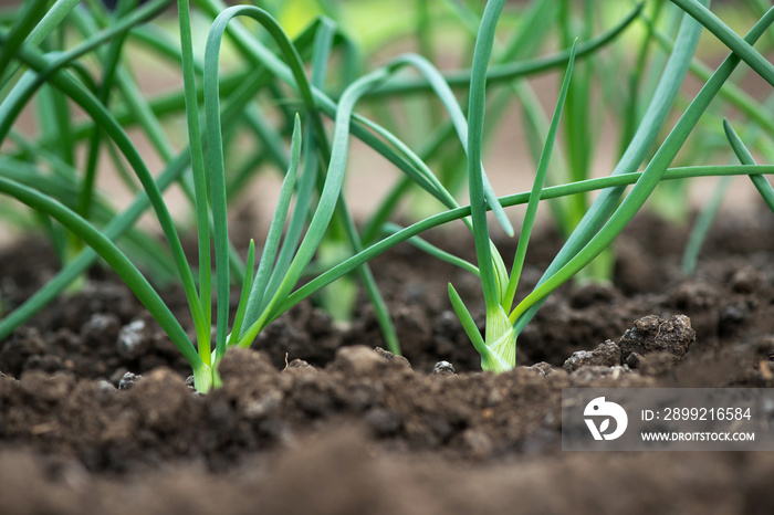 Close-up of organic onion plants growng in a greenhouse - selective focus