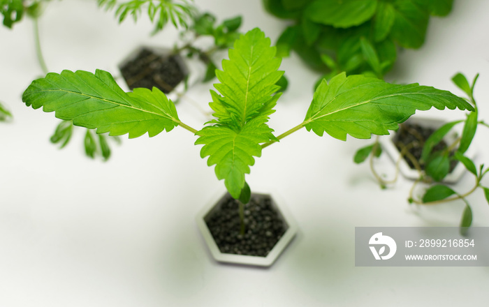 Cultivation of cannabis in a home plant hydroponics.