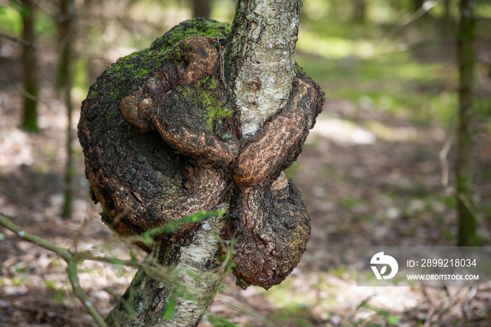 chaga on the birch, mushrooms on the tree, birch bark, birch trunk