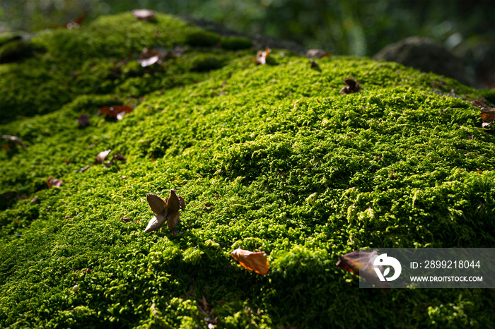 Green moss on the floor in the forest