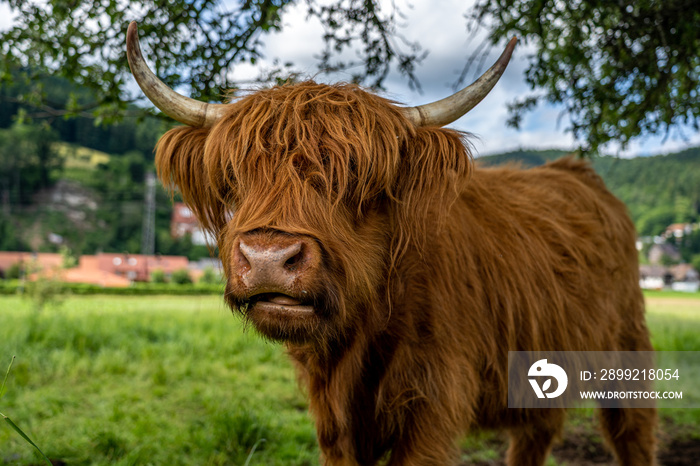 highland cow in kinzig valley in black forest, germany