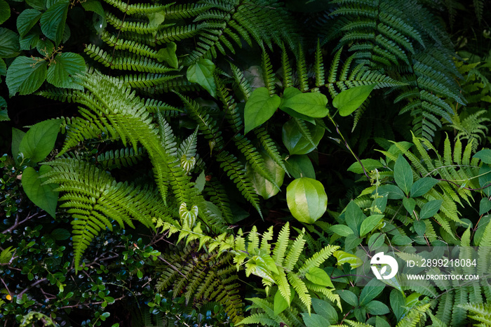 Green plants growing in the shade of the forest 3