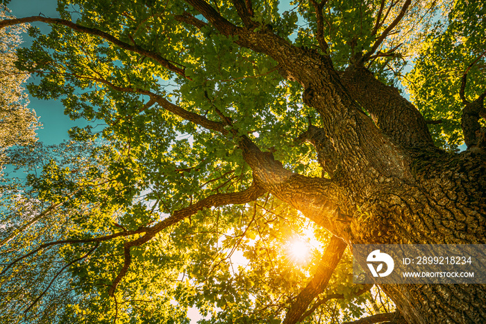 Sunset Sunrise Sun Shining Through Oak Tree Branches In Sunny Summer Forest. Sunlight Sunrays Sunshine Through Tree Canopy