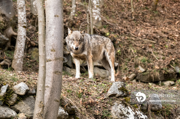 Italian wolf (canis lupus italicus) in wildlife center  Uomini e lupi  of Entracque, Maritime Alps Park (Piedmont, Italy)