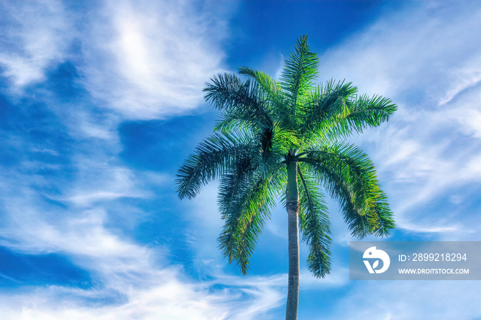 Tropical Royal Palm Tree, Florida, USA