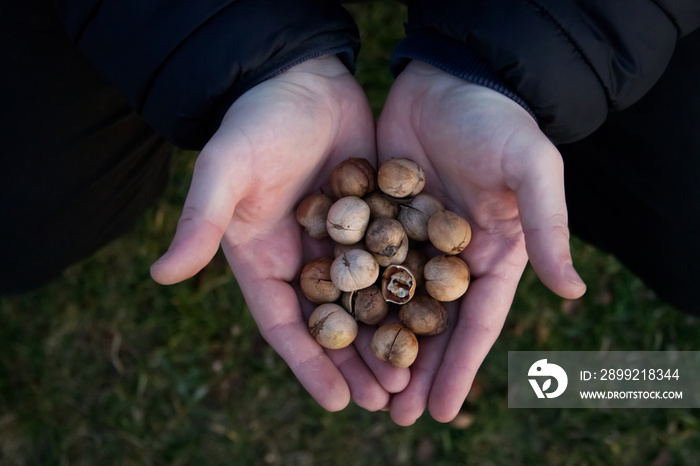 A man holds a bunch of nuts in his hands - hickory nut