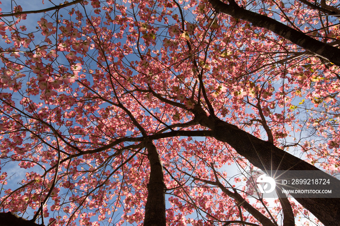 beautiful pink dogwood tree in bloom on a blue sky spring day