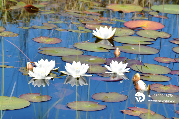 White waterlilies Nymphaea alba growing in a natural pond in a forest