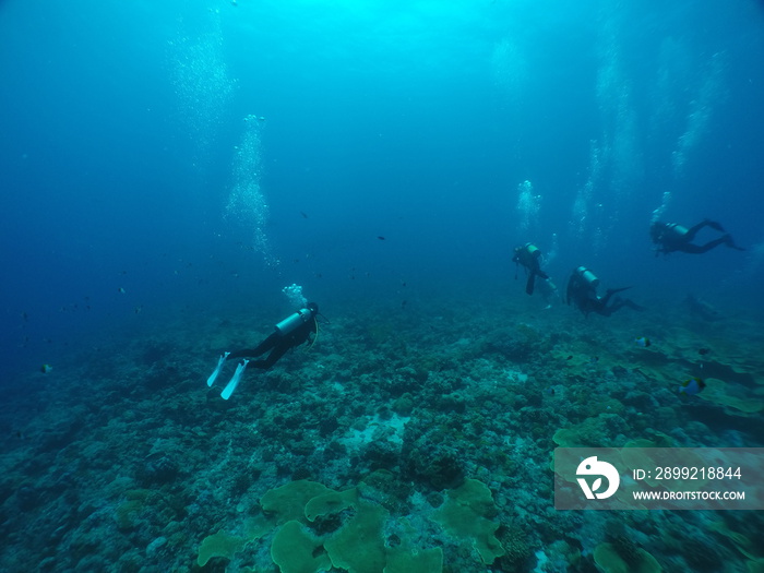 Scuba diving at Blue corner in Palau. Diving on the reefs of the Palau archipelago.