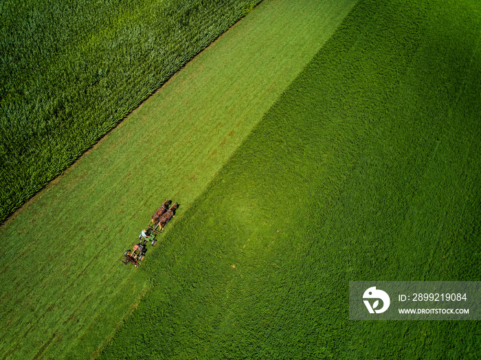 Amish Farmer and his two horse team plow their fields of corn and other vegetables