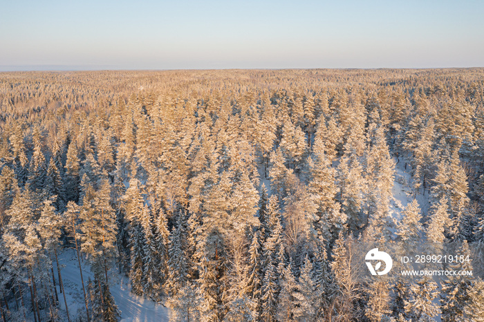 Winter forest landscape on a sunny day. Pines under the snow. drone photo. Scandinavian nature. Finland.