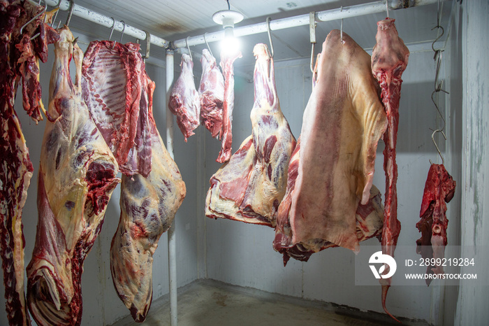 Fresh meat in the cold store from Brazilian pasture-raised cattle in the field