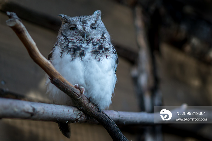 Whiskered Screech-Owl perched on a branch at dusk