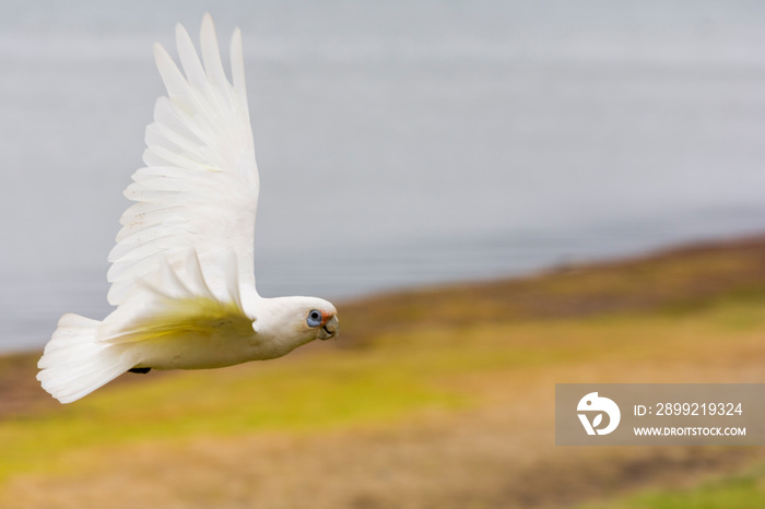 Australian corrella parrot