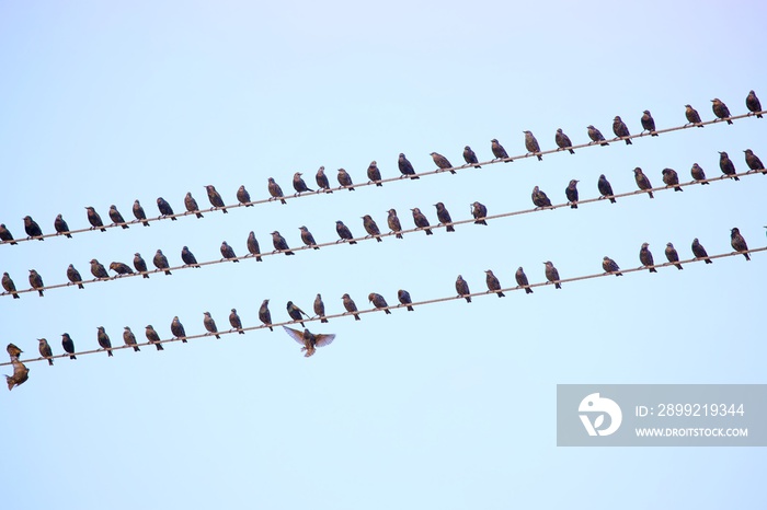 Vogelschwarm auf Telegrafenleitung