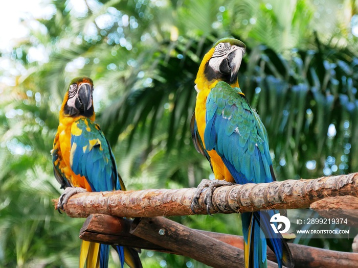 Couple de perroquet ara au jardin botanique de Deshaies en Guadeloupe