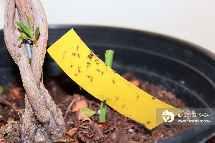 Using stick tape to catch fungus gnats infesting a plant