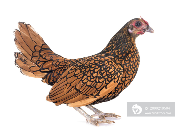 golden Sebright chicken