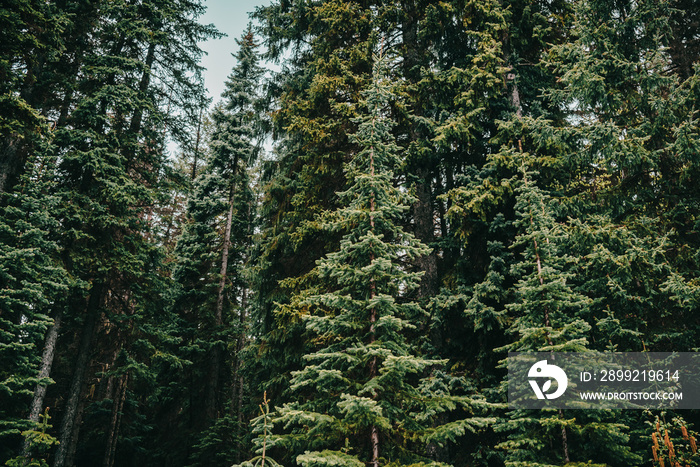 Alpine forest in the mountains in summer