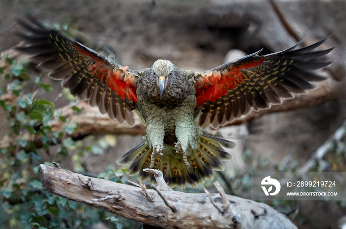 Brown-green protected mountain parrot, Kea, Nestor notabilis, flying directly on camera, orange feathers can be seen under the outretched wings. South Island, New Zealand.