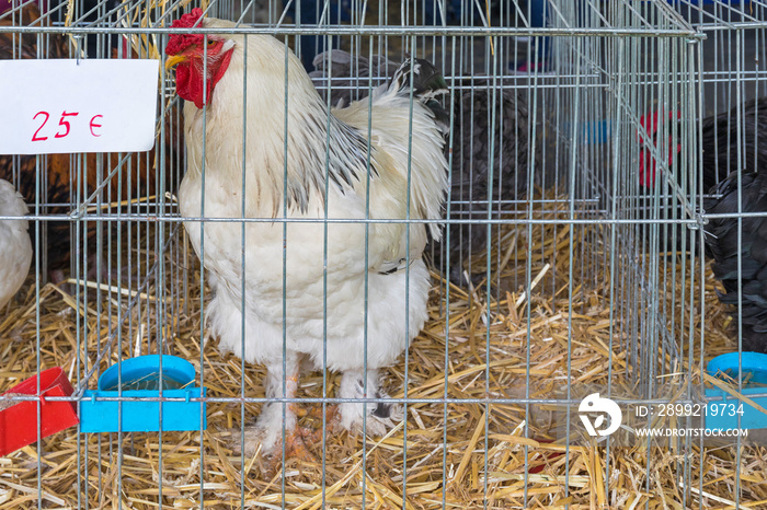 Rooster in Cage