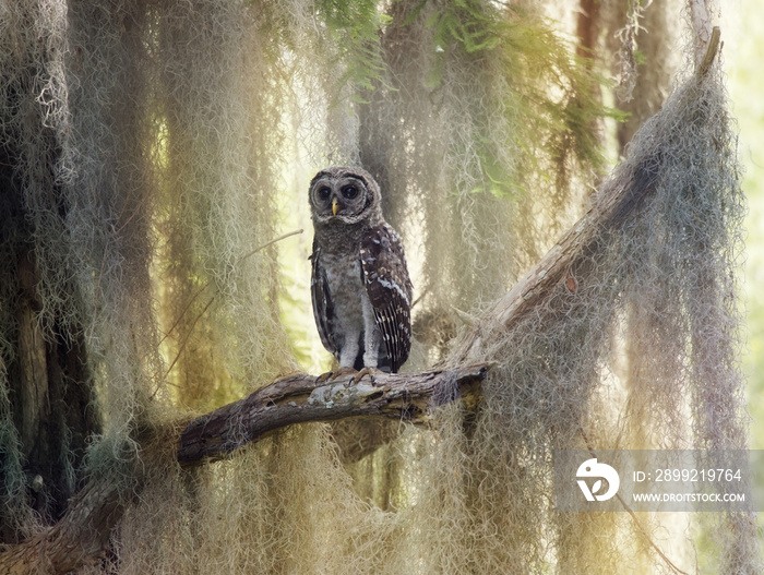 Barred Owlet Perches on a Branch