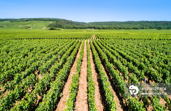 View of Cote de Nuits vineyards in Burgundy, France