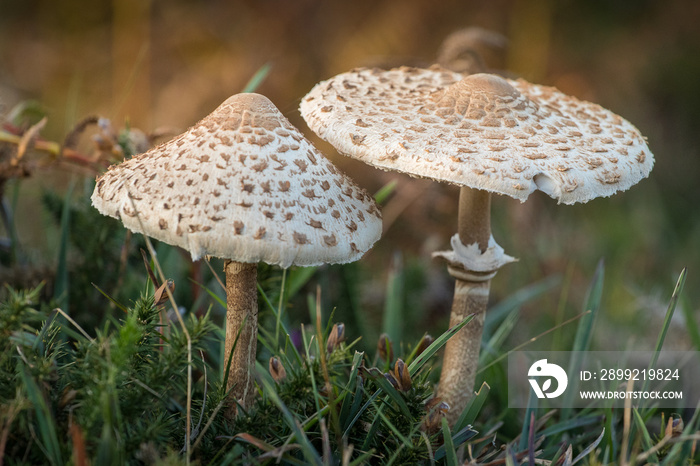 Macrolepiota procera