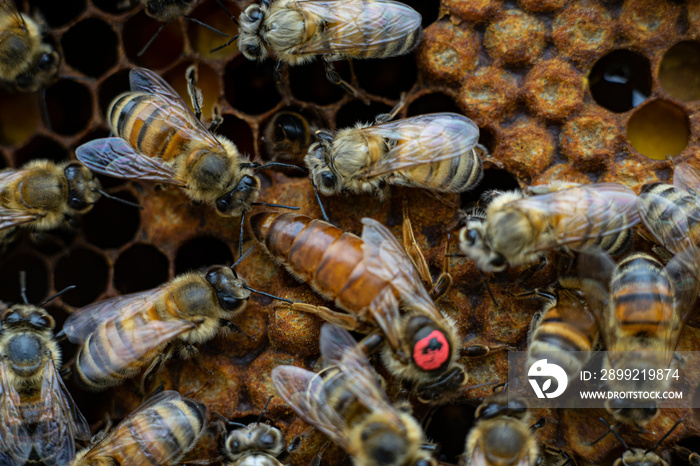 honey queen bee close up on honeycomb