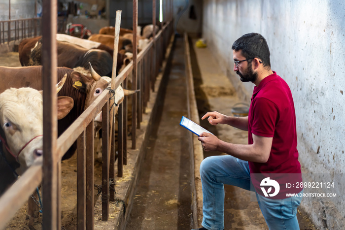 Smart Agritech livestock farming. Hands using a tablet and statistics wirelessly on a smartphone app in a modern barn