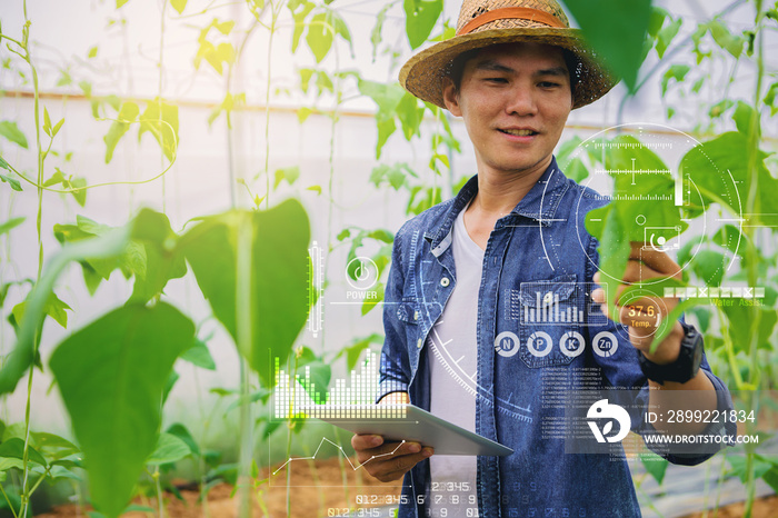 Farmer, Owner watermelon farm using touch pad for check watermelon plant quality in the field. IOT future smart farm with visual graphic.