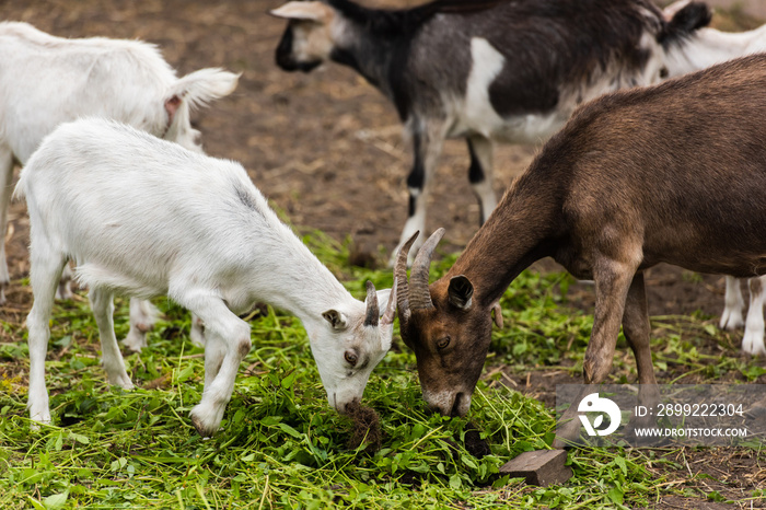 Selective focus of brown goat and white cub eating grass on farm