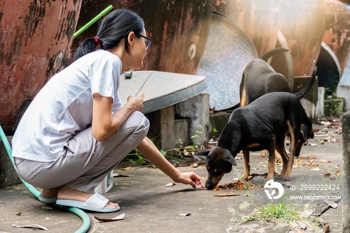 A woman sitting feeding stray dogs